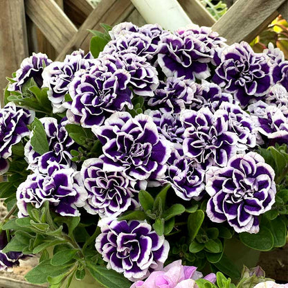 Rare Double Petunia "Galaxy Dreams" Mixed Seeds