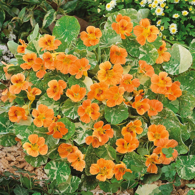 Nasturtium Seeds– Decor Flower for Salads & Garden Color🌼