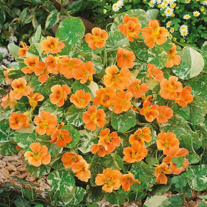 Nasturtium Seeds– Decor Flower for Salads & Garden Color🌼