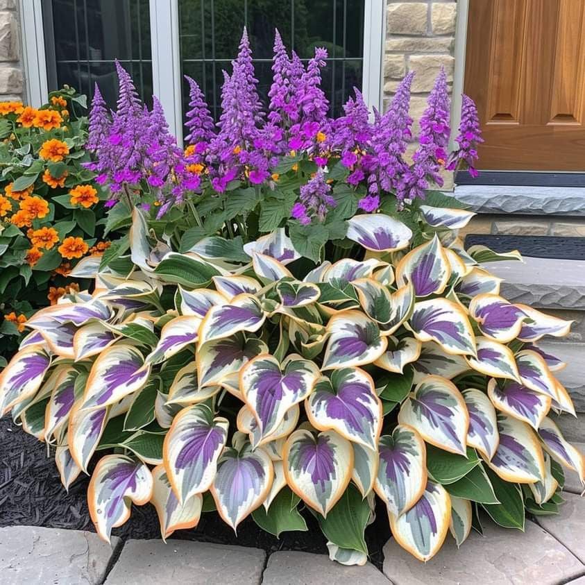 🌿 Midnight Blue Hosta Bulbs – Rare Deep-Toned Foliage for Shady Garden Spaces