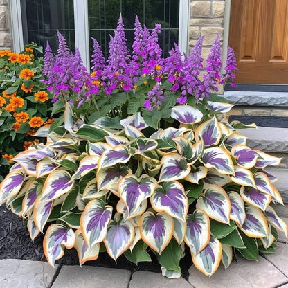 🌿 Midnight Blue Hosta Bulbs – Rare Deep-Toned Foliage for Shady Garden Spaces