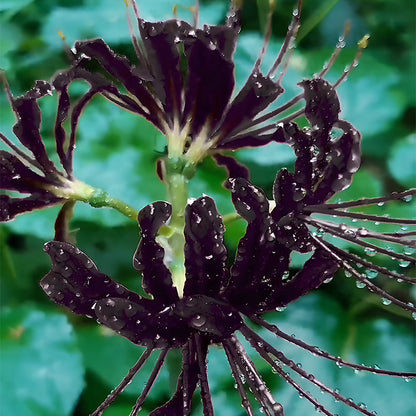 Spider Lily Bulbs-Multicolor🌈