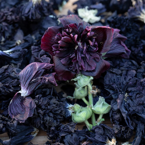 Double Hollyhock Seeds
