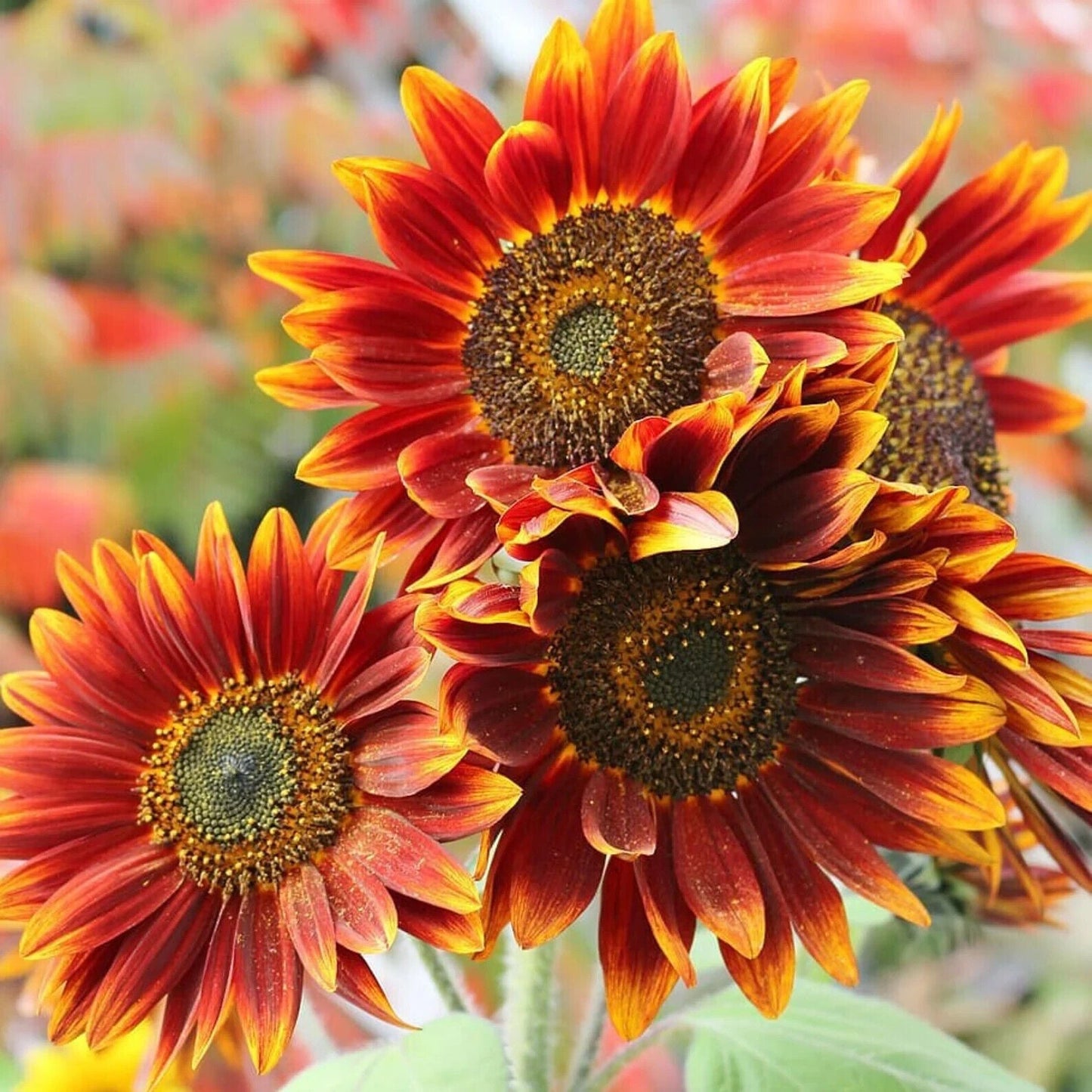 15 Species Heirloom Non-GMO Sunflower Mix Seeds