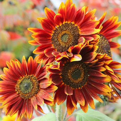 15 Species Heirloom Non-GMO Sunflower Mix Seeds