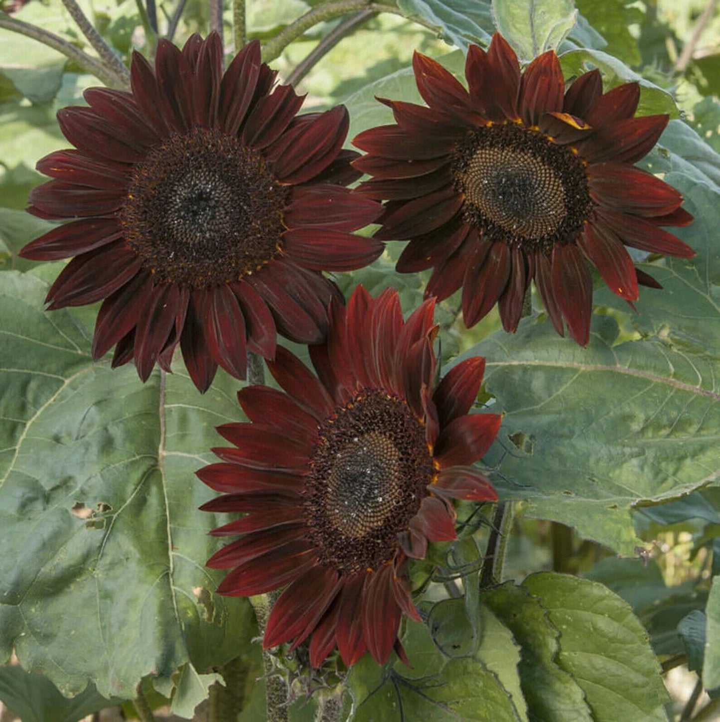 15 Species Heirloom Non-GMO Sunflower Mix Seeds