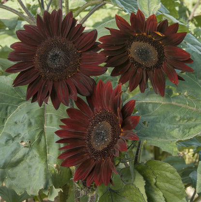 15 Species Heirloom Non-GMO Sunflower Mix Seeds
