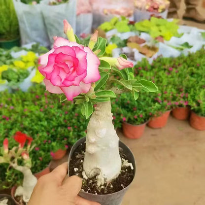 Desert Rose🌹- Multiple Varieties🌈 Heat-Resistant✨