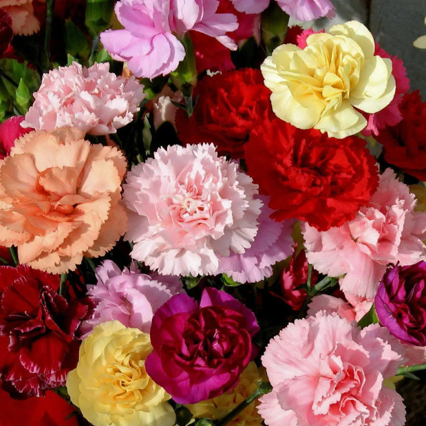 Double Carnation Seeds Mixed Color