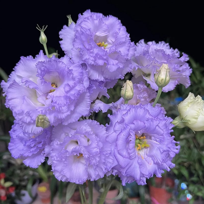 Eustoma Thornless Rose - Lisanthus Seeds