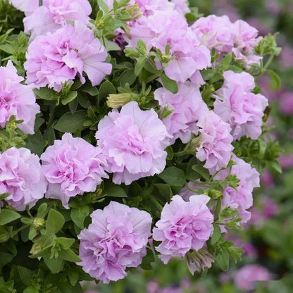 Flowers Seeds Petunia Pirouette Mix F1