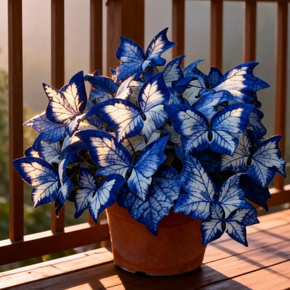 Blue Begonia 'Moonlight Butterfly' Seeds