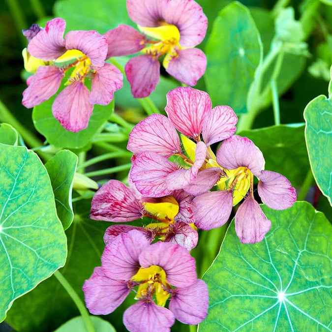 Nasturtium Seeds– Decor Flower for Salads & Garden Color🌼