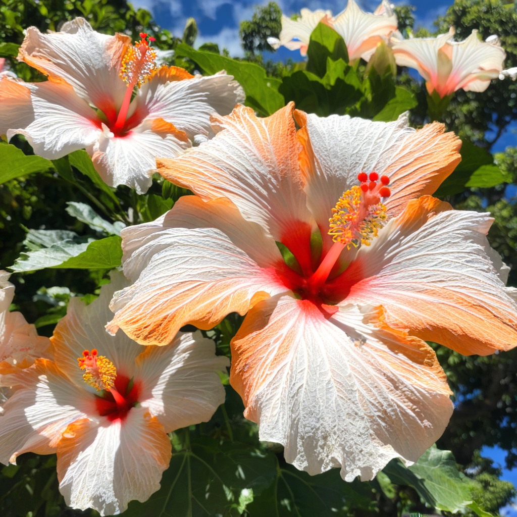 Rare Multicolor Hibiscus Seeds - No two blooms are the same