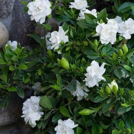 Rare Double Jasmine Seeds – Stunning Fragrant White Blooms