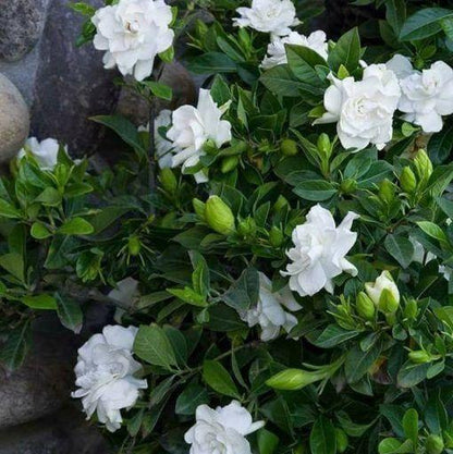 Rare Double Jasmine Seeds – Stunning Fragrant White Blooms