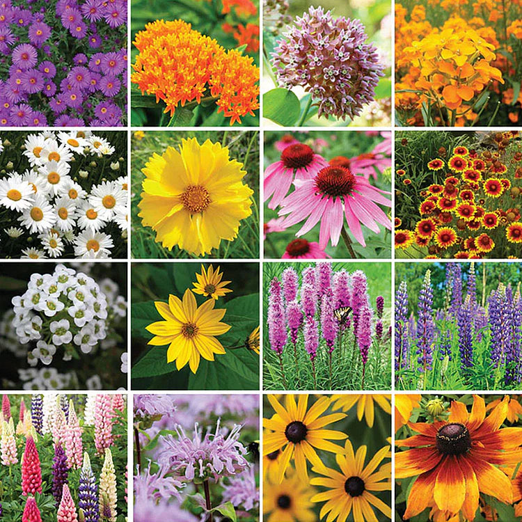 Four Seasons Blooming Mix Flower Seeds