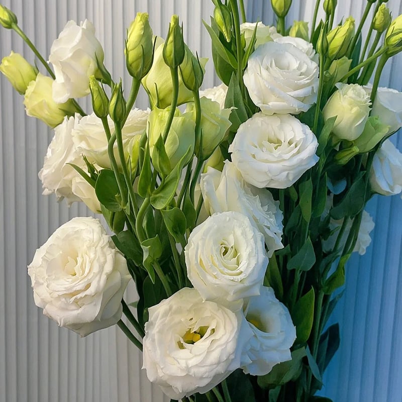 Eustoma Thornless Rose - Lisanthus Seeds