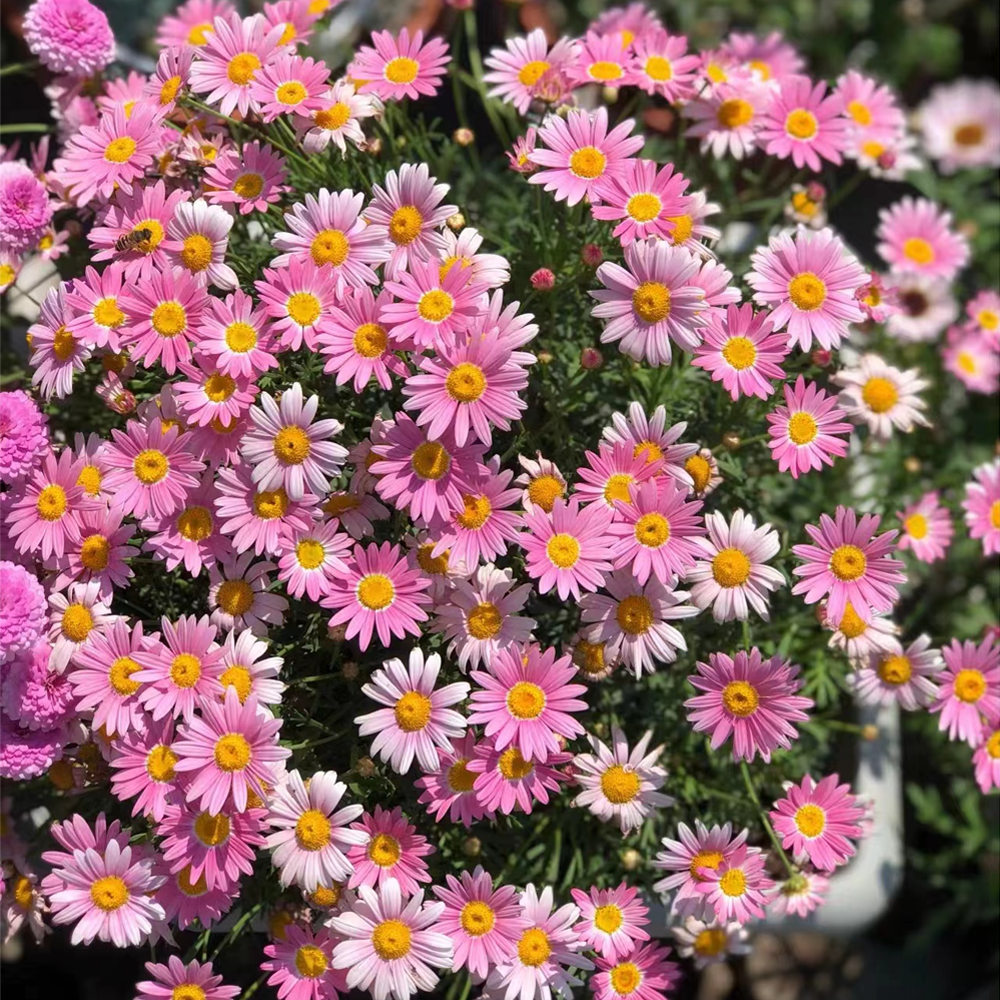 Pyrethrum Seeds Mixed Colors