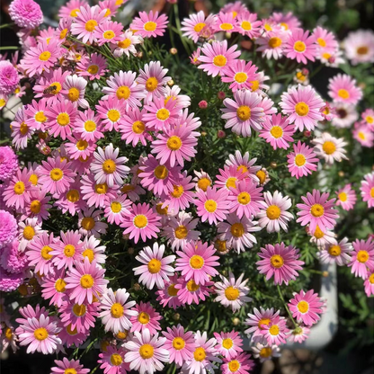 Pyrethrum Seeds Mixed Colors