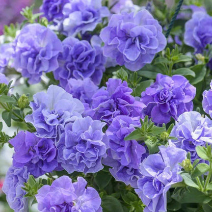Flowers Seeds Petunia Pirouette Mix F1