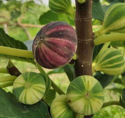 Rainbow Figs Seeds