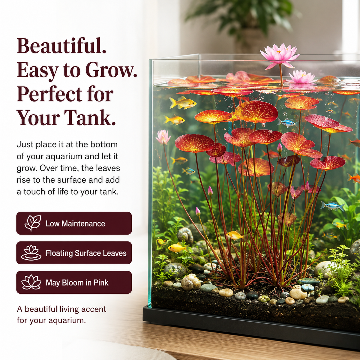 🐟Hydroponic red lotus roots☘️ Turn Your Aquarium into a Living Garden