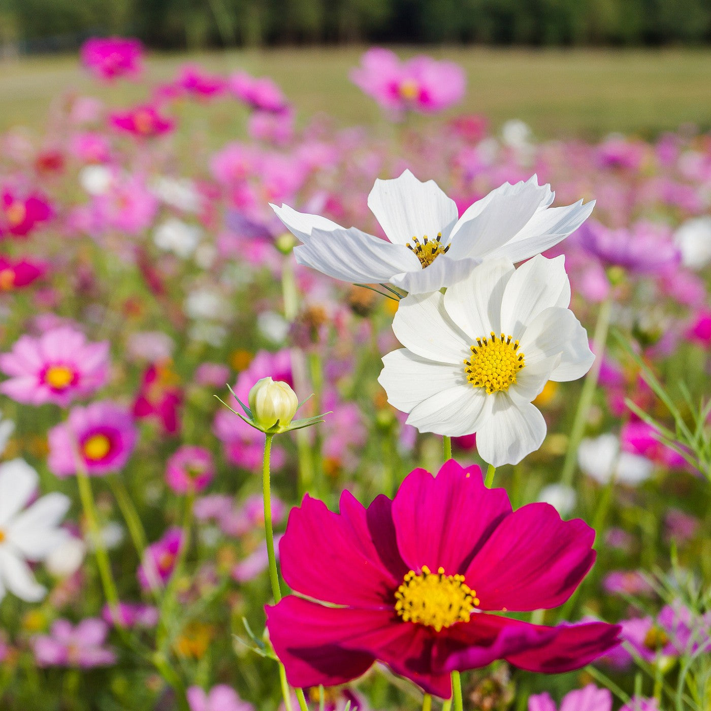Groundcover-Daisy Seeds