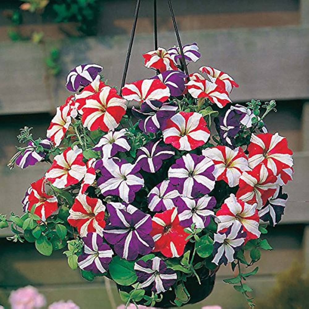 Ultra Star Mixed Hanging Petunia Seeds