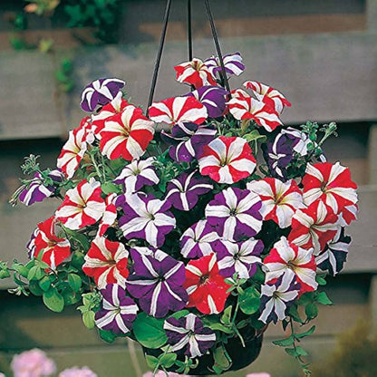 Ultra Star Mixed Hanging Petunia Seeds