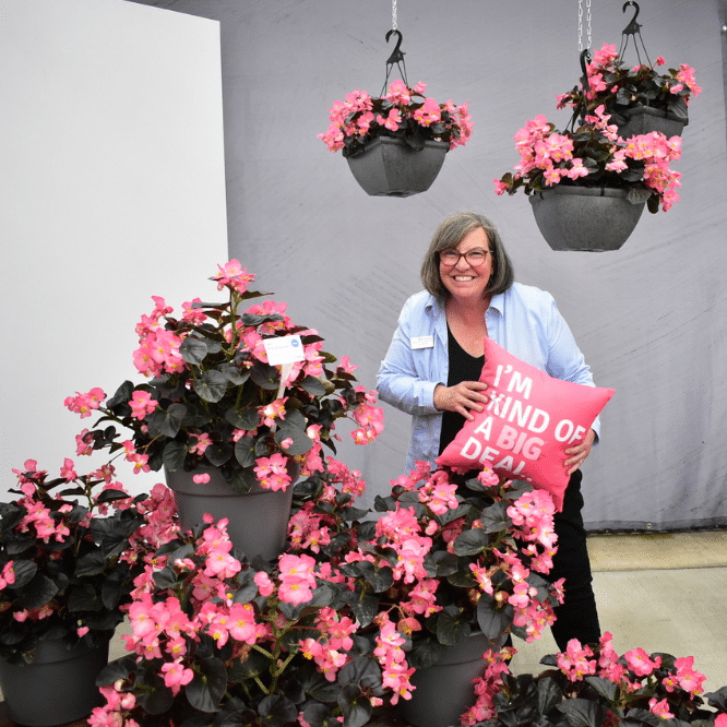 Begonia Super Olympia Mix F1