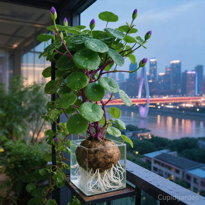 🎈🪴Red rattan Stephania Erecta Bulbs: The strongest houseplant for lazy people☘️