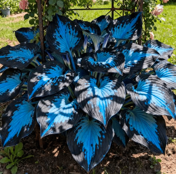 🌿 Midnight Blue Hosta Bulbs – Rare Deep-Toned Foliage for Shady Garden Spaces