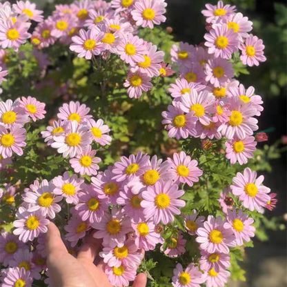 Pyrethrum Seeds Mixed Colors