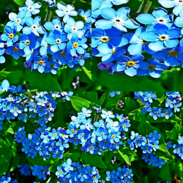 Extreme Cold Hardy Perennial Flower Seeds Mix