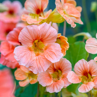 Nasturtium Seeds– Decor Flower for Salads & Garden Color🌼