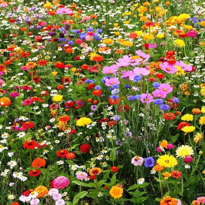 Mixed Perennial Wildflower Seeds with Quick Bloom