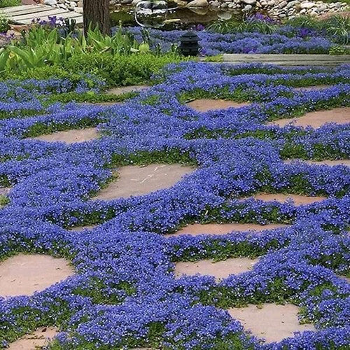 📣Optimal Ground Cover✨Creeping Thyme Seeds
