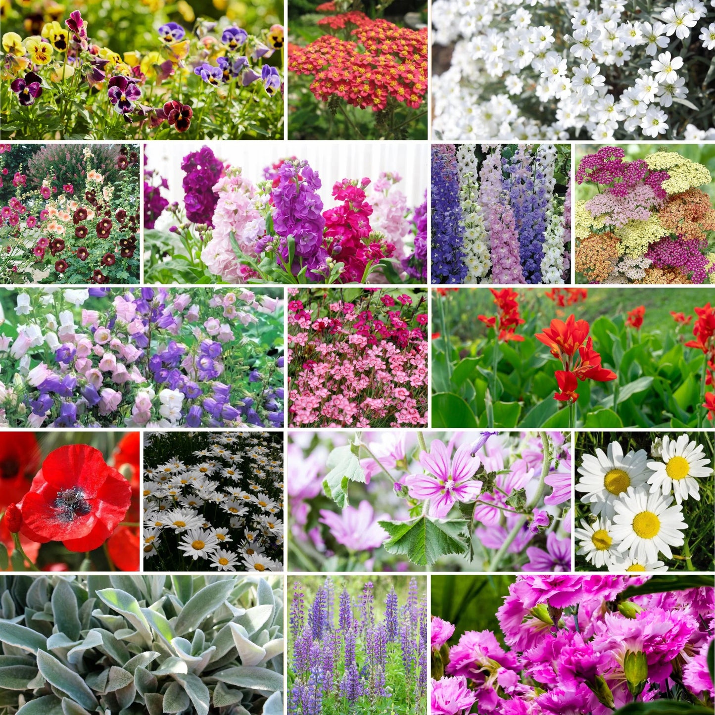 Mixed Perennial Wildflower Seeds with Quick Bloom