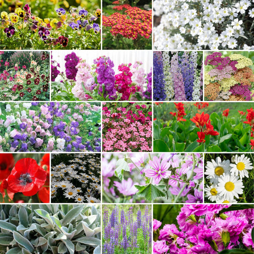 Mixed Perennial Wildflower Seeds with Quick Bloom