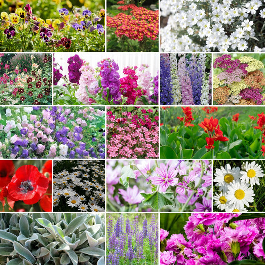 Mixed Perennial Wildflower Seeds with Quick Bloom