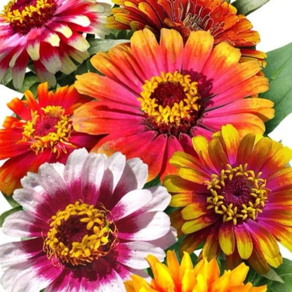 Bicolor Carousel Mix Zinnia Seeds