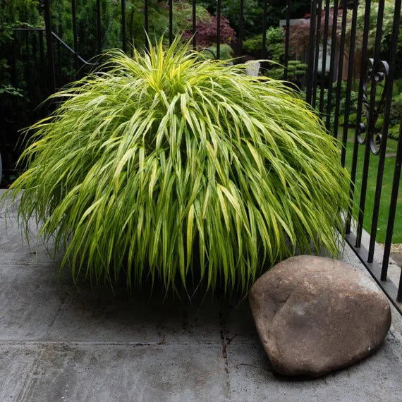 🌿 Aureola Hakonechloa Seeds – Beautiful Golden Japanese Forest Grass