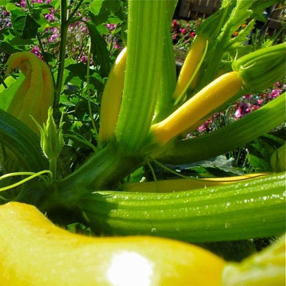 30pcs Early Prolific Straightneck Summer Squash Heirloom Seeds