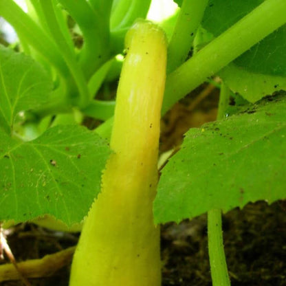 30pcs Early Prolific Straightneck Summer Squash Heirloom Seeds