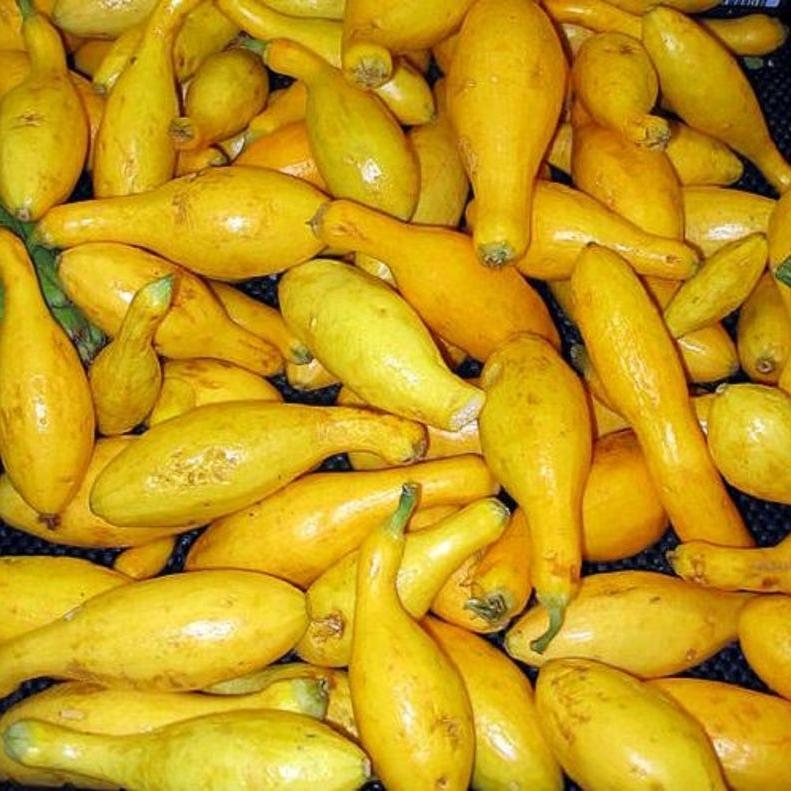 30pcs Early Prolific Straightneck Summer Squash Heirloom Seeds
