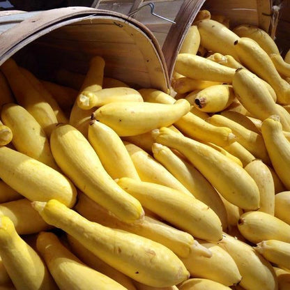 30pcs Early Prolific Straightneck Summer Squash Heirloom Seeds