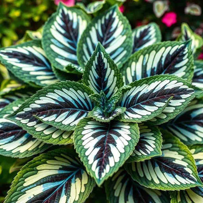 Coleus Seeds Rare Color Colorflu Garden