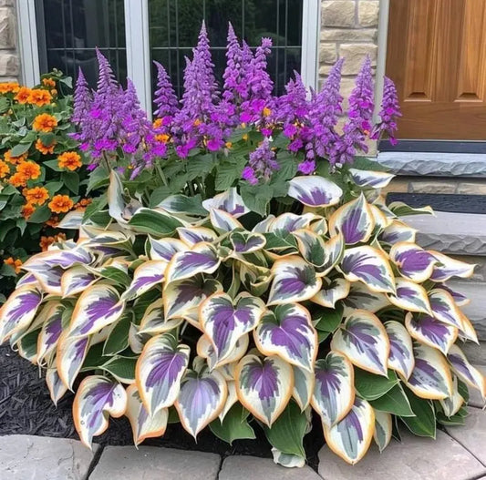 🔥The Enchanting Hosta - Rare Color White Purple