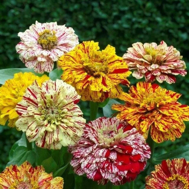 Mixed Zinnia Peppermint Stick Seeds